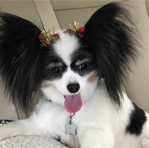 Meet your Posher, Judy